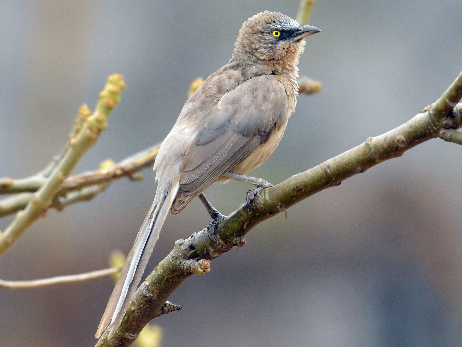 Large Grey Babbler